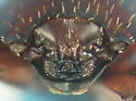 Pinaxister decipiens - photo 4