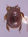 Pinaxister setiger - photo 2