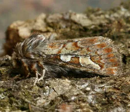 Pine Beauty - photo 3