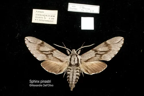 Pine Hawk-moth - photo 7