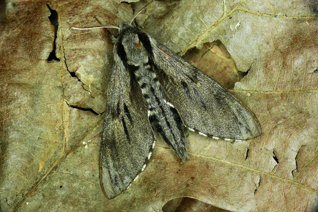 Pine Hawk-moth