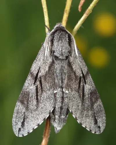 Pine Hawk-moth - photo 2
