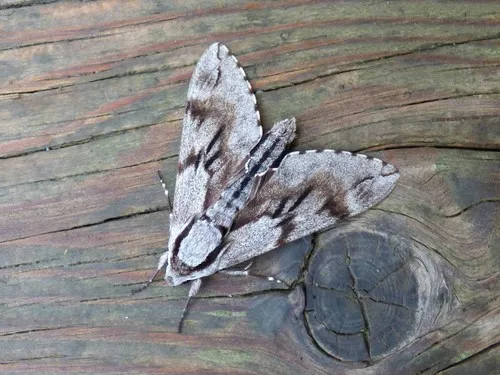 Pine Hawk-moth - photo 3