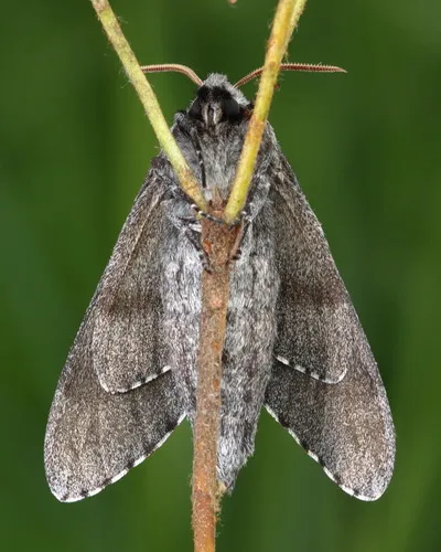 Pine Hawk-moth - photo 4
