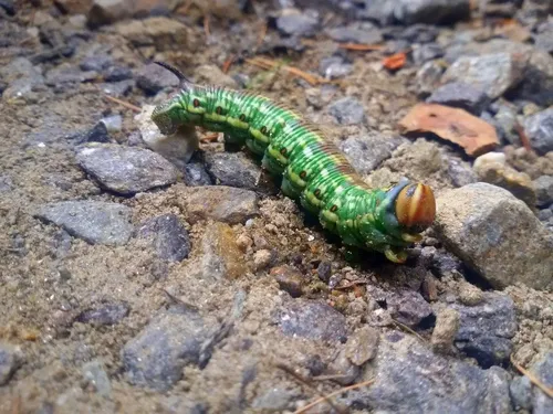 Pine Hawk-moth - photo 6