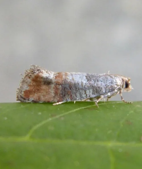 Pine Leaf-mining Moth - photo 2