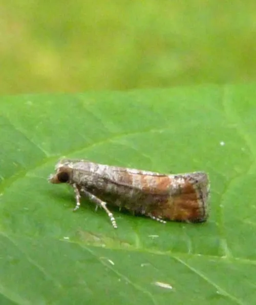 Pine Leaf-mining Moth - photo 3