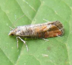 Pine Leaf-mining Moth - photo 4