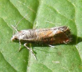 Pine Leaf-mining Moth - photo 5