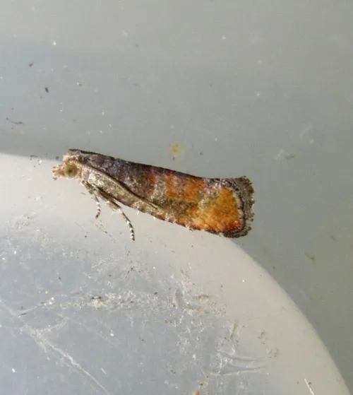 Pine Leaf-mining Moth - photo 6