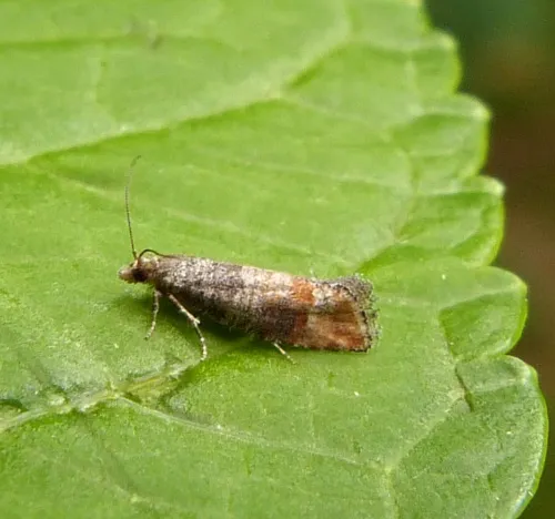 Pine Leaf-mining Moth - photo 7