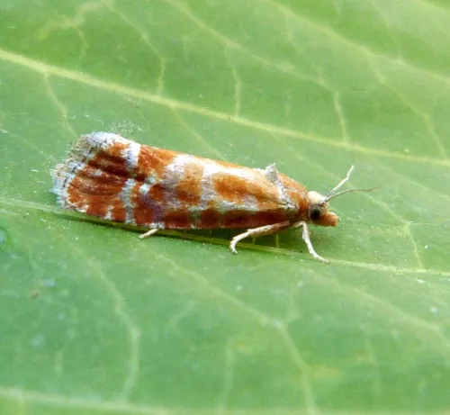 Pine Shoot Moth - photo 2