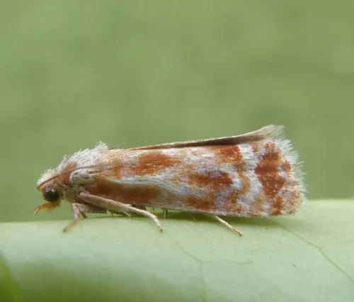 Pine Shoot Moth - photo 3