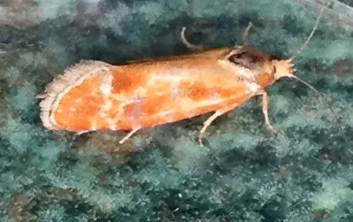 Pine Shoot Moth - photo 4