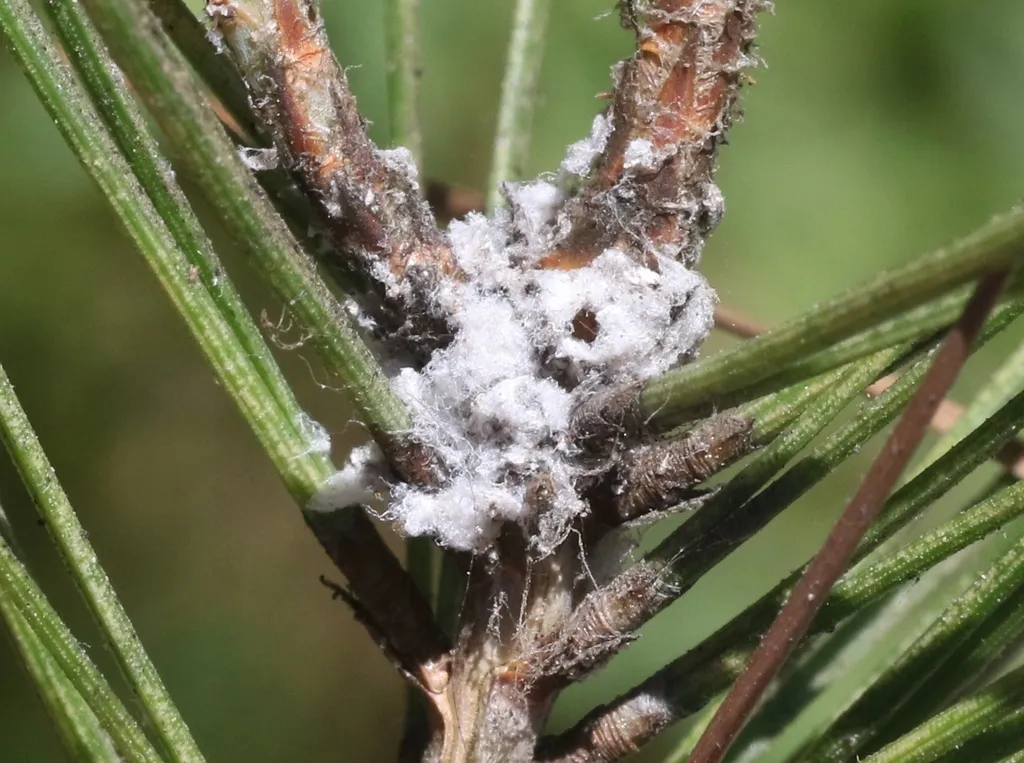 Pine Woolly Aphid - photo 2