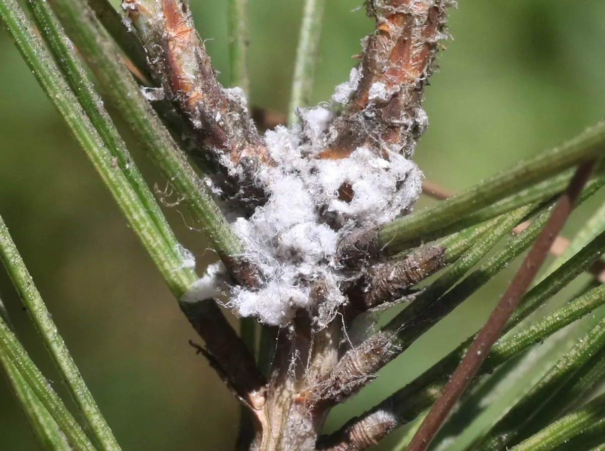 Pine Woolly Aphid - photo 3