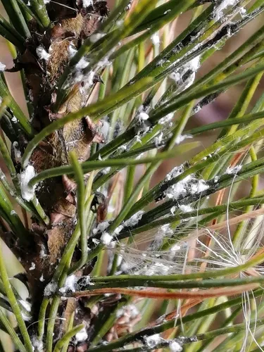 Pineus cembrae