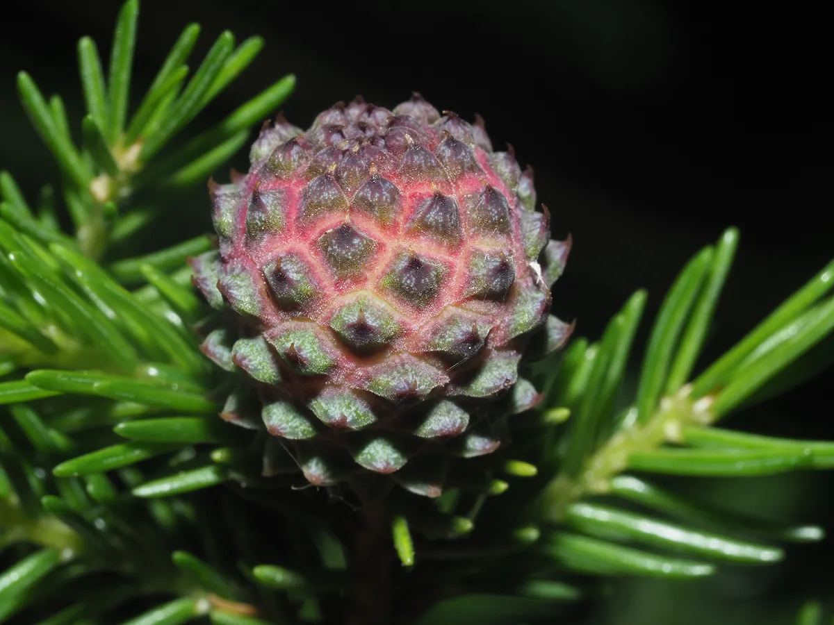 Pineus orientalis - photo 3