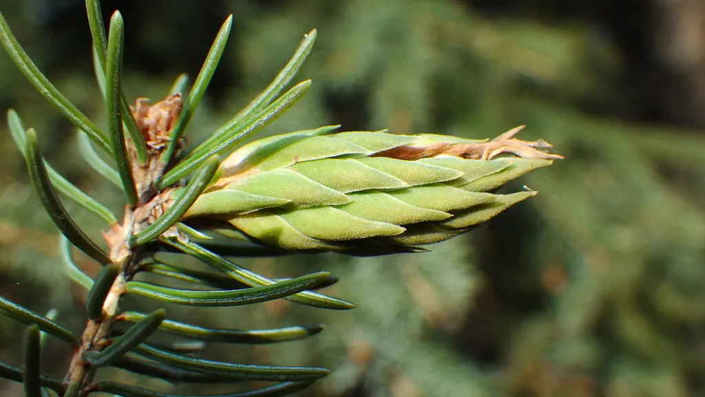 Pine Leaf Adelgid - photo 2