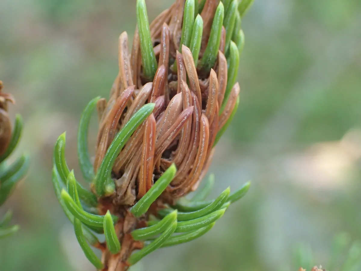 Ragged Spruce Gall Adelgid