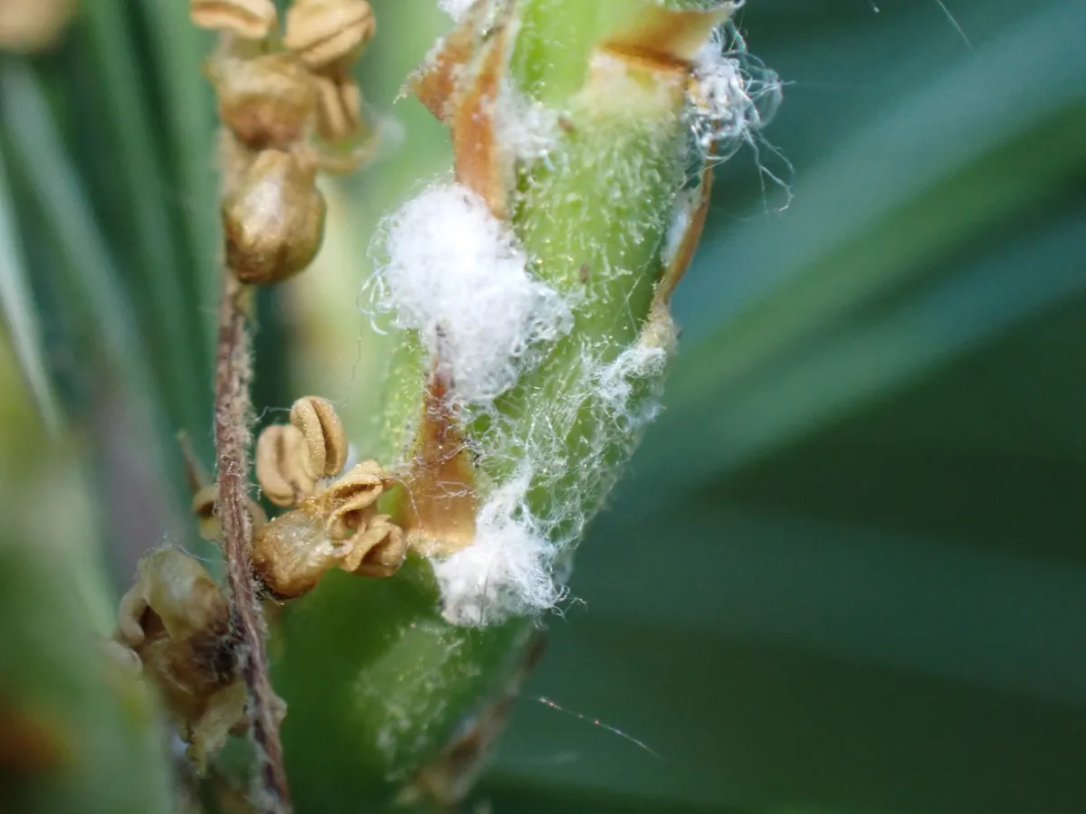 Pine Bark Adelgid