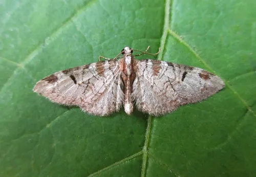 Pinion-spotted Pug - Eupithecia insigniata