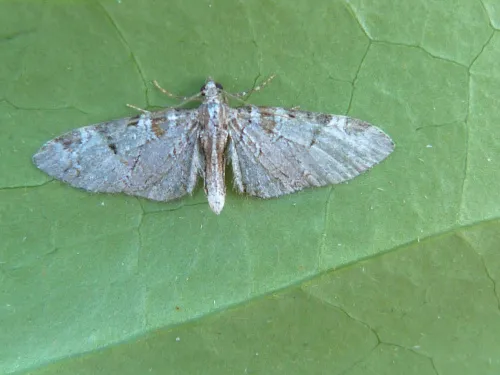 Pinion-spotted Pug - photo 2