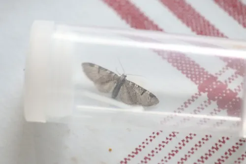 Pinion-spotted Pug - photo 3