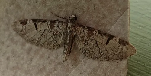 Pinion-spotted Pug - photo 4