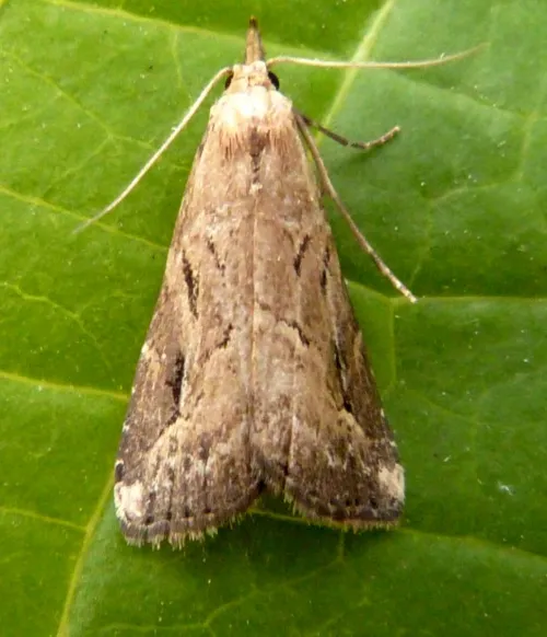 Pinion-streaked Snout - photo 2