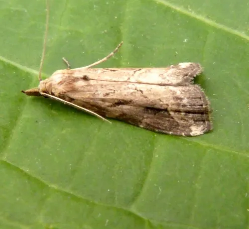Pinion-streaked Snout - photo 3