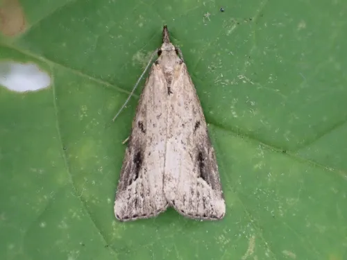 Pinion-streaked Snout - photo 4