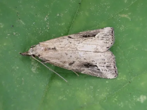 Pinion-streaked Snout - photo 5