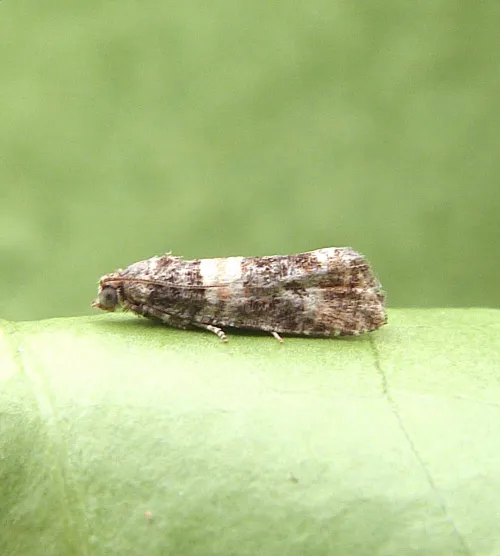 Piniphila bifasciana - photo 2