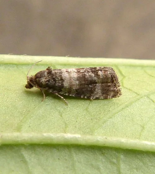 Piniphila bifasciana - photo 4