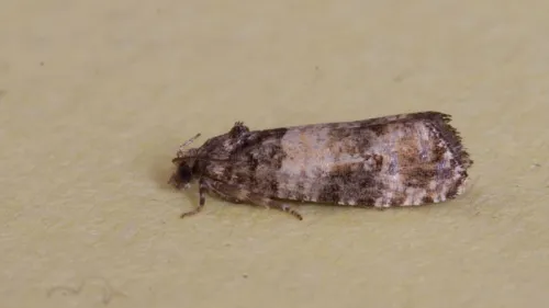Piniphila bifasciana - photo 5