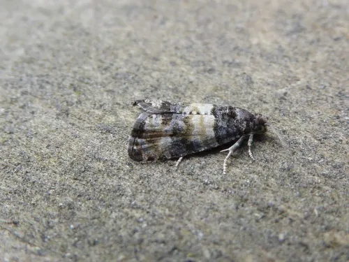 Piniphila bifasciana - photo 6