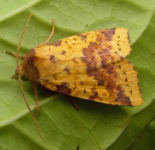 Pink-barred Sallow - Xanthia togata