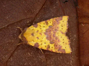 Pink-barred Sallow - photo 2