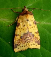 Pink-barred Sallow - photo 3