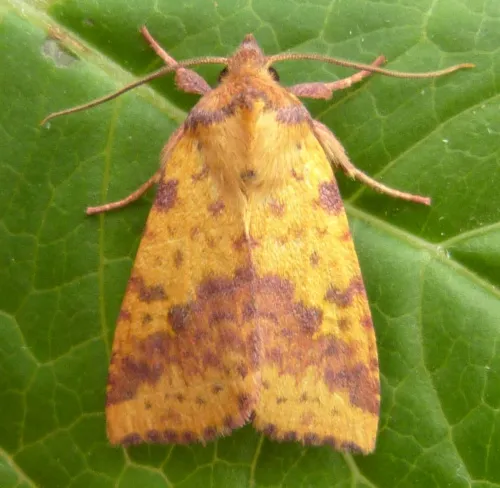 Pink-barred Sallow - photo 4