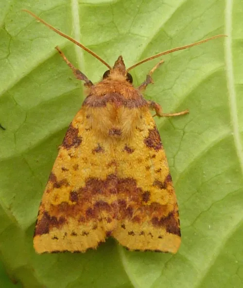 Pink-barred Sallow - photo 5