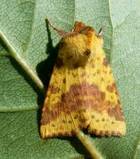 Pink-barred Sallow - photo 6