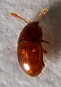 Pinodytes cryptophagoides