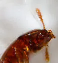 Pinodytes cryptophagoides - photo 3