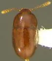 Pinodytes gibbosus