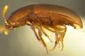 Pinodytes gibbosus - photo 2