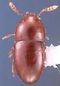 Pinodytes newtoni
