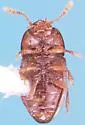 Pinodytes newtoni - photo 2
