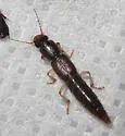 Pinophilus densus - photo 3
